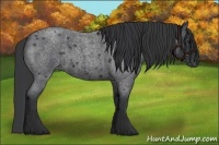 Horse Color:Blue Roan 