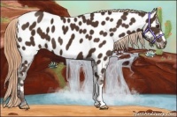Horse Color:Liver Chestnut Appaloosa