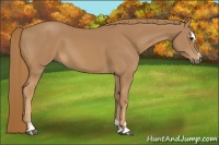 Horse Color:Chestnut Sabino