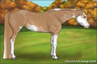 Horse Color:Chestnut Sabino
