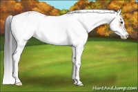 Horse Color:Bay Sabino 