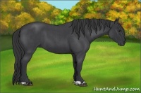 Horse Color:Blue Roan 