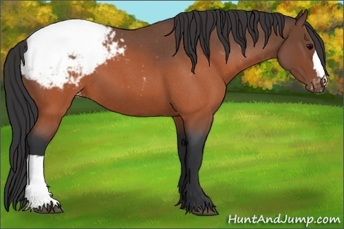 Horse Color: Brown Roan Snowcap 