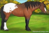 Horse Color:Brown Roan Snowcap 
