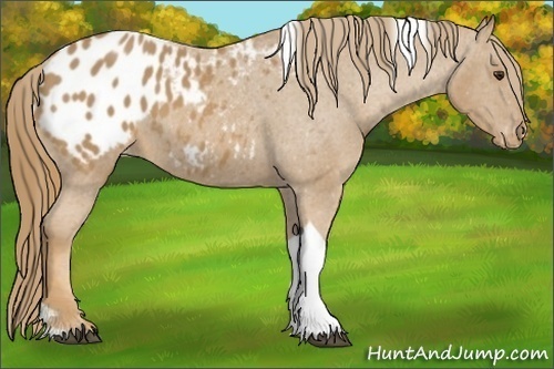 Horse Color: Chestnut Tobiano Blanket 
