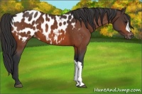 Horse Color:Bay Blanket 