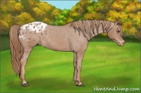 Horse Color:Chestnut Appaloosa