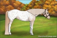Horse Color:Red Roan Appaloosa 