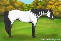Horse Color:Black Appaloosa 