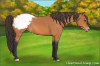 Horse Color:Bay Snowcap 