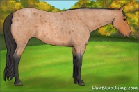 Horse Color:Bay Roan 
