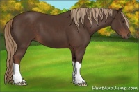 Horse Color:Liver Chestnut 