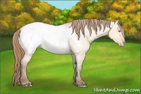 Horse Color:Amber Champagne Dun Snowcap