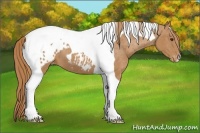 Horse Color:Chestnut Tobiano Appaloosa