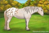 Horse Color:Chestnut Splash Appaloosa 