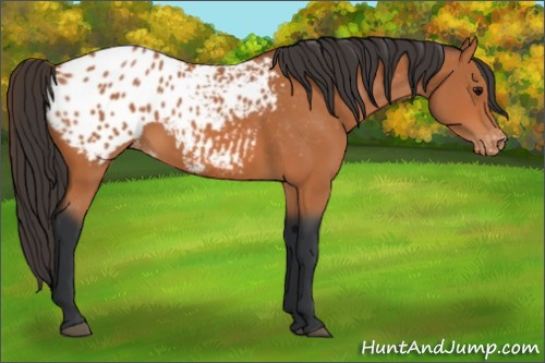 Horse Color: Bay Blanket 