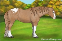 Horse Color:Chestnut Splash Appaloosa 