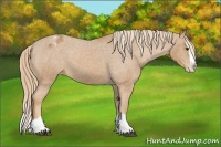 Horse Color:Chestnut Splash Appaloosa 