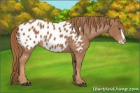 Horse Color:Chestnut Splash Appaloosa 