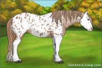 Horse Color:Chestnut Splash Near Leopard 