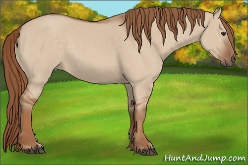 Horse Color: Red Dun 