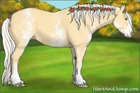 Horse Color:White Spotted Gold Cream Champagne 