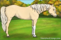 Horse Color:Palomino Dun 