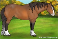 Horse Color:Buckskin Splash 