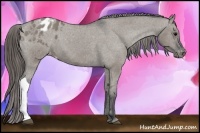 Horse Color:Grullo Appaloosa