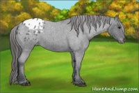 Horse Color:Blue Roan Appaloosa 