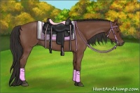 Horse Color:Bay Roan 