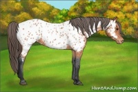 Horse Color:Bay Appaloosa 