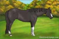 Horse Color:Smoky Black 