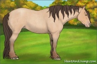 Horse Color:Amber Champagne Roan 