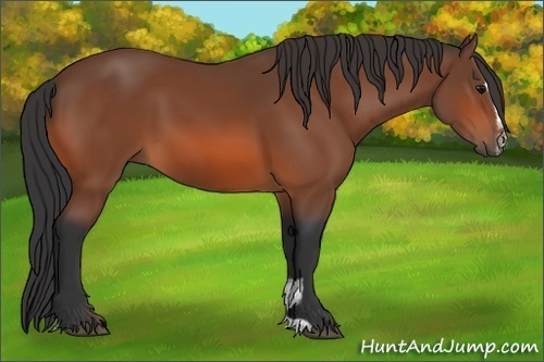 Horse Color: Bay Sabino 