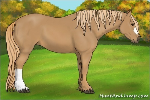 Horse Color:Unknown 