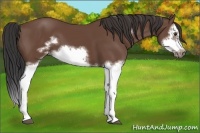 Horse Color:Bay Splash Frame 