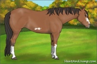 Horse Color:Bay Splash Frame 