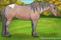 Horse Color:Brown Appaloosa 