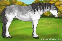 Horse Color:White Spotted Blue Roan Rabicano  Brindle