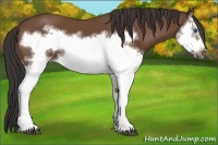 Horse Color:Bay Splash Frame