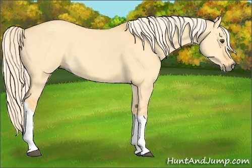 Horse Color: Palomino Dun 