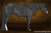 Horse Color:Black  Brindle