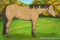 Horse Color:Buckskin 