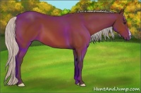 Horse Color:Silver Bay 