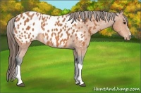 Horse Color:Bay Blanket 