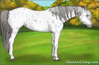 Horse Color:White Spotted Blue Roan Splash Frame Appaloosa 