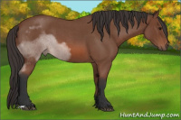Horse Color:Bay Roan 