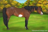 Horse Color:Bay Frame 