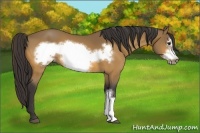 Horse Color:Buckskin Frame 